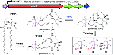 Graphical abstract: Activation and characterization of a cryptic gene cluster reveals a cyclization cascade for polycyclic tetramate macrolactams