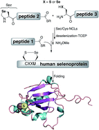 Graphical abstract: Accessing human selenoproteins through chemical protein synthesis