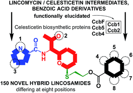 Graphical abstract: Elucidation of salicylate attachment in celesticetin biosynthesis opens the door to create a library of more efficient hybrid lincosamide antibiotics