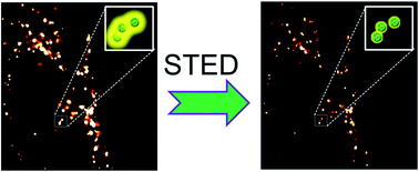 Graphical abstract: Protein-based fluorescent nanoparticles for super-resolution STED imaging of live cells