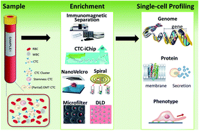 Graphical abstract: Enrichment and single-cell analysis of circulating tumor cells