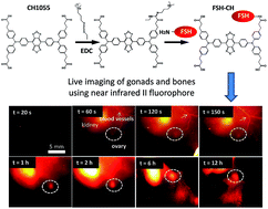Graphical abstract: Live imaging of follicle stimulating hormone receptors in gonads and bones using near infrared II fluorophore