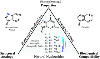 Graphical abstract: Expanding a fluorescent RNA alphabet: synthesis, photophysics and utility of isothiazole-derived purine nucleoside surrogates