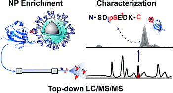 Graphical abstract: Coupling functionalized cobalt ferrite nanoparticle enrichment with online LC/MS/MS for top-down phosphoproteomics