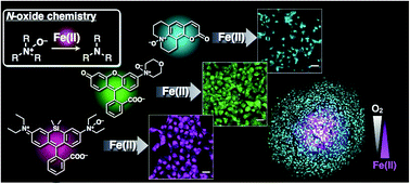 Graphical abstract: A universal fluorogenic switch for Fe(ii) ion based on N-oxide chemistry permits the visualization of intracellular redox equilibrium shift towards labile iron in hypoxic tumor cells