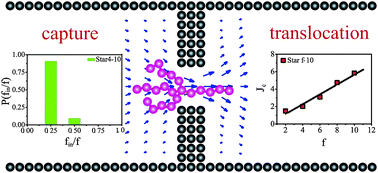 Graphical abstract: Flow-induced translocation of star polymers through a nanopore