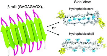 Graphical abstract: Dock ‘n roll: folding of a silk-inspired polypeptide into an amyloid-like beta solenoid