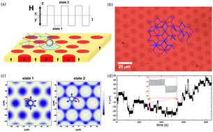 Graphical abstract: Enhanced diffusion and anomalous transport of magnetic colloids driven above a two-state flashing potential