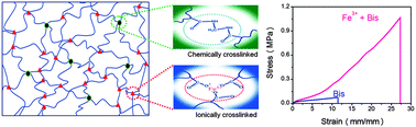 Graphical abstract: Dually cross-linked single network poly(acrylic acid) hydrogels with superior mechanical properties and water absorbency