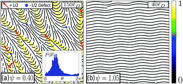 Graphical abstract: Instabilities, defects, and defect ordering in an overdamped active nematic
