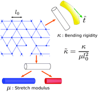 Graphical abstract: Elasticity of fibrous networks under uniaxial prestress