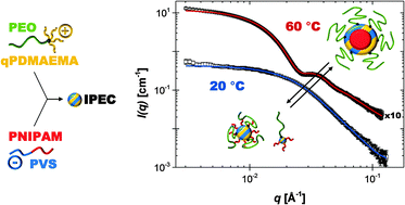 Graphical abstract: Temperature-induced structure switch in thermo-responsive micellar interpolyelectrolyte complexes: toward core–shell–corona and worm-like morphologies