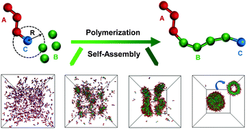 Graphical abstract: An insight into polymerization-induced self-assembly by dissipative particle dynamics simulation