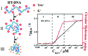 Graphical abstract: The effects of monovalent metal ions on the conformation of human telomere DNA using analytical ultracentrifugation