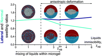 Graphical abstract: A polymer microgel at a liquid–liquid interface: theory vs. computer simulations