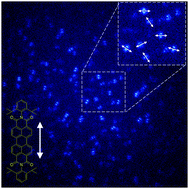 Graphical abstract: Examining dynamics in a polymer matrix by single molecule fluorescence probes of different sizes