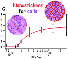 Graphical abstract: Nanostickers for cells: a model study using cell–nanoparticle hybrid aggregates