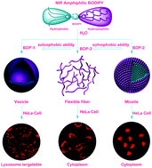 Graphical abstract: Amphiphilic BODIPY derivatives: the solvophobic effect on their photophysical properties and bioimaging in living cells