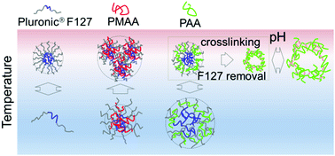 Graphical abstract: Hydrogen-bonded polymer complexes and nanocages of weak polyacids templated by a Pluronic® block copolymer