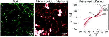 Graphical abstract: Integration of colloids into a semi-flexible network of fibrin