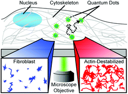 Graphical abstract: Intracellular nanoparticle dynamics affected by cytoskeletal integrity