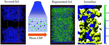 Graphical abstract: Photo-regeneration of severed gel with iniferter-mediated photo-growth