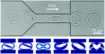 Graphical abstract: Effect of internal architecture on microgel deformation in microfluidic constrictions