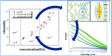 Graphical abstract: Structural behaviour of sodium hyaluronate in concentrated oppositely charged surfactant solutions