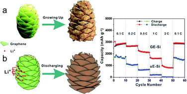 Graphical abstract: A pinecone-inspired nanostructure design for long-cycle and high performance Si anodes