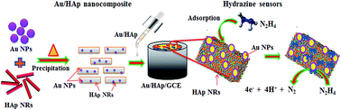 Graphical abstract: Enhanced electrocatalytic activity of gold nanoparticles on hydroxyapatite nanorods for sensitive hydrazine sensors