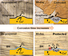 Graphical abstract: A long-term corrosion barrier with an insulating boron nitride monolayer