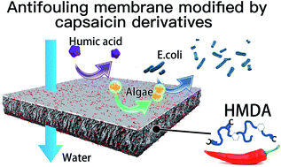 Graphical abstract: A novel long-lasting antifouling membrane modified with bifunctional capsaicin-mimic moieties via in situ polymerization for efficient water purification