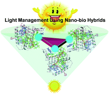 Graphical abstract: Nano-bio hybrids of plasmonic metals/photosynthetic proteins for broad-band light absorption enhancement in organic solar cells