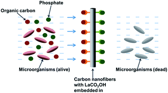 Graphical abstract: Carbon nanofiber matrix with embedded LaCO3OH synchronously captures phosphate and organic carbon to starve bacteria