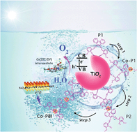 Graphical abstract: Photoanode-immobilized molecular cobalt-based oxygen-evolving complexes with enhanced solar-to-fuel efficiency