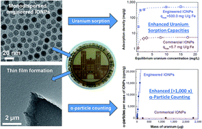 Graphical abstract: Engineered superparamagnetic iron oxide nanoparticles for ultra-enhanced uranium separation and sensing