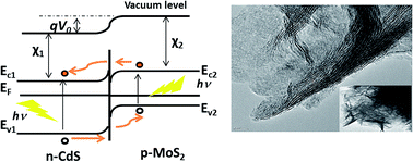 Graphical abstract: Ultrathin MoS2–MoO3 nanosheets functionalized CdS photoanodes for effective charge transfer in photoelectrochemical (PEC) cells