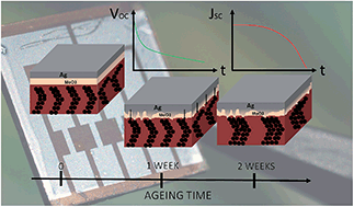 Graphical abstract: Improved mechanical adhesion and electronic stability of organic solar cells with thermal ageing: the role of diffusion at the hole extraction interface