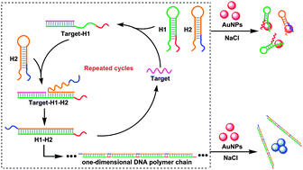 Graphical abstract: Target-triggered autonomous assembly of DNA polymer chains and its application in colorimetric nucleic acid detection