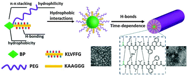 Graphical abstract: Reorganization of self-assembled supramolecular materials controlled by hydrogen bonding and hydrophilic–lipophilic balance