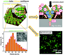 Graphical abstract: Inhibitor encapsulated, self-healable and cytocompatible chitosan multilayer coating on biodegradable Mg alloy: a pH-responsive design