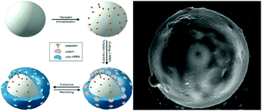 Graphical abstract: Inhibitor-assisted synthesis of silica-core microbeads with pepsin-imprinted nanoshells