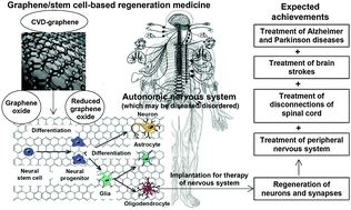 Graphical abstract: Graphene scaffolds in progressive nanotechnology/stem cell-based tissue engineering of the nervous system