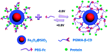 Graphical abstract: Electrochemically-responsive magnetic nanoparticles for reversible protein adsorption