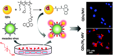 Graphical abstract: Surface labeling of enveloped virus with polymeric imidazole ligand-capped quantum dots via the metabolic incorporation of phospholipids into host cells