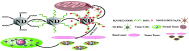 Graphical abstract: Smart pH-responsive and high doxorubicin loading nanodiamond for in vivo selective targeting, imaging, and enhancement of anticancer therapy