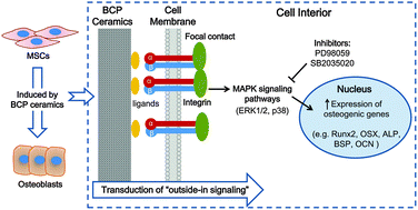 Graphical abstract: Roles of calcium phosphate-mediated integrin expression and MAPK signaling pathways in the osteoblastic differentiation of mesenchymal stem cells