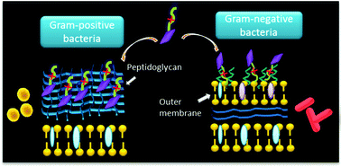Graphical abstract: A purpurin-peptide derivative for selective killing of Gram-positive bacteria via insertion into cell membrane