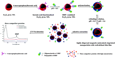 Graphical abstract: Highly dispersed magnetic molecularly imprinted nanoparticles with well-defined thin film for the selective extraction of glycoprotein