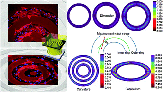 Graphical abstract: Direct cellular organization with ring-shaped composite polymers and glass substrates for urethral sphincter tissue engineering